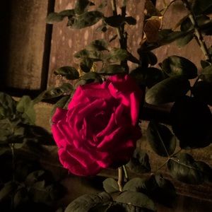 Meet your Posher, Laddawan